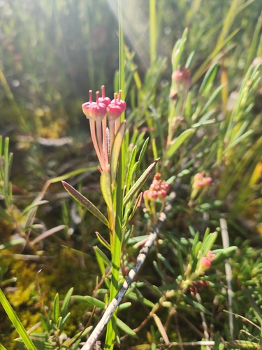 Wild Rosemary
