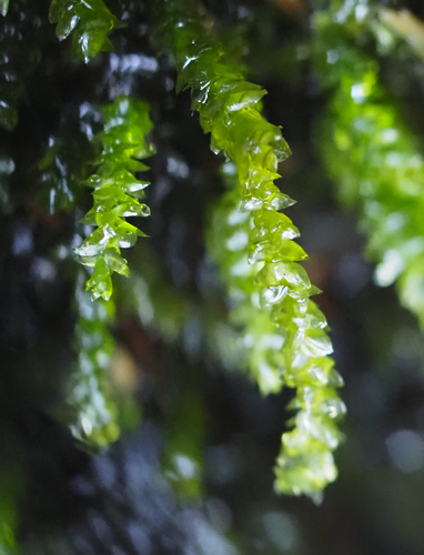 Scleropodium obtusifolium, 2026-07-28
