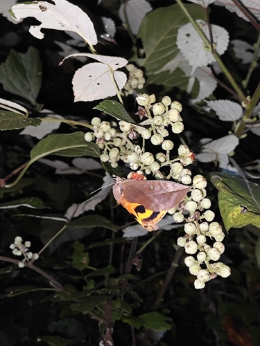 Oriental Fruit-piercing Moth
