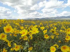 Leptosyne calliopsidea