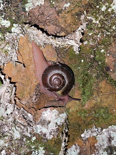 Cryptozona erratica
