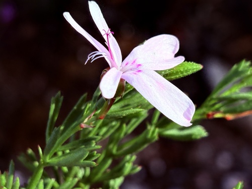 Pelargonium ternatum