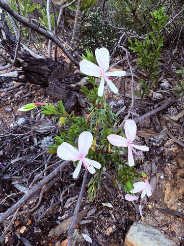 Pelargonium ternatum, photograph 1