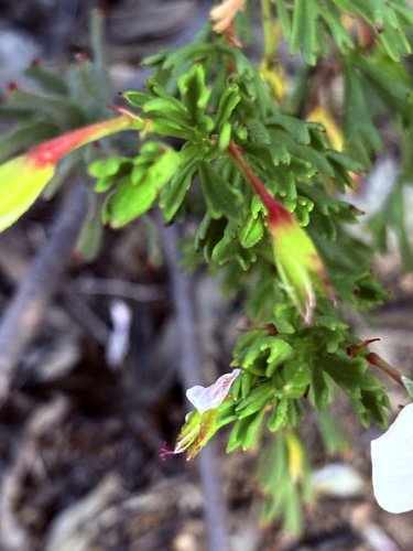 Pelargonium ternatum, photograph 2