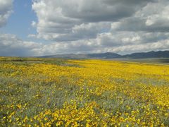 Leptosyne calliopsidea