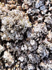 Cladonia asahinae