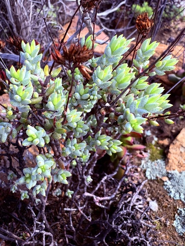 Crassula biplanata