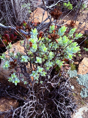 Crassula biplanata