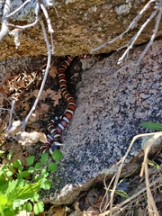 Lampropeltis pyromelana
