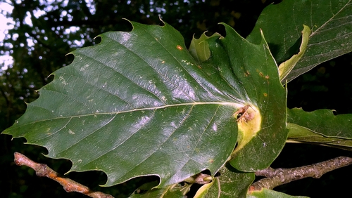 Asian Chestnut Gall Wasp