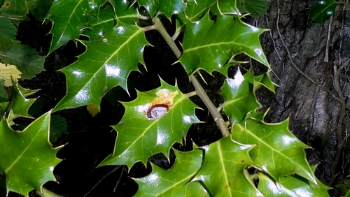 European Holly Leafminer