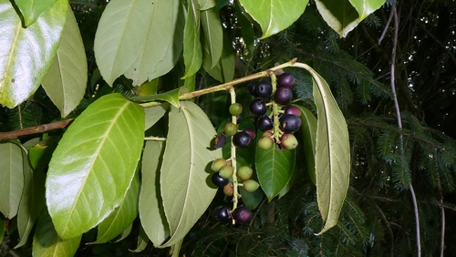 Cherry laurel