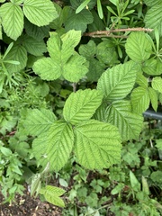 Rubus fruticosus