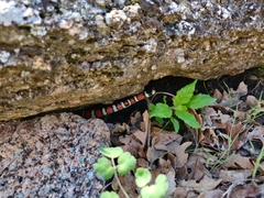 Lampropeltis pyromelana