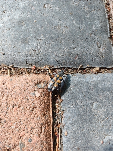 four-banded longhorn beetle