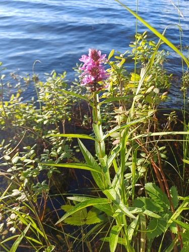 purple loosestrife
