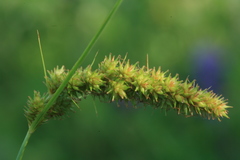 Carex laevissima