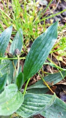 Podosphaera plantaginis