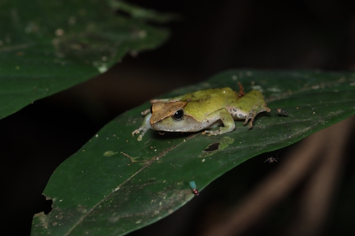 Golden Puddle Frog