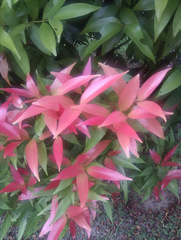 Syzygium myrtifolium