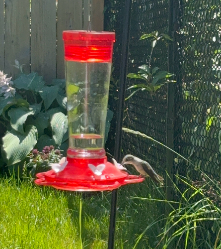 Ruby-throated Hummingbird