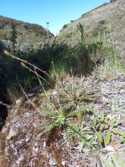 Acaena cylindristachya