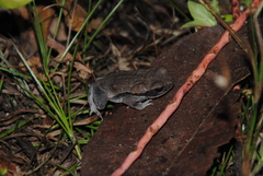 Rhaebo guttatus