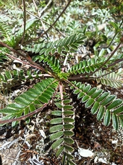 Acaena cylindristachya, photograph author not stated, no rights reserved