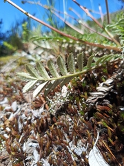 Acaena cylindristachya, photograph author not stated, no rights reserved