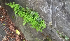 Asplenium ruta-muraria