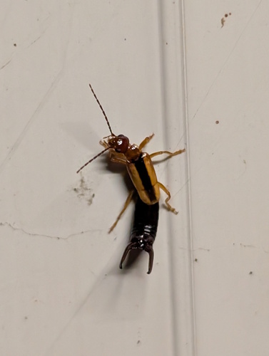 Elaunon bipartitus