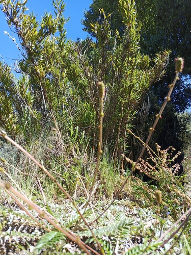 Acaena cylindristachya, photograph 5