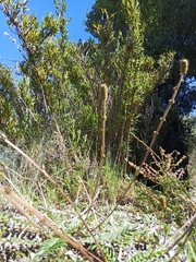 Acaena cylindristachya, photograph author not stated, no rights reserved