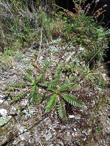 Acaena cylindristachya, photograph 6