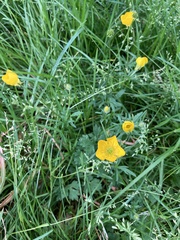 Ranunculus repens