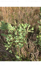 Magnoliopsida