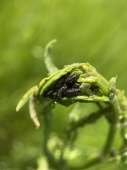 Gastrophysa cyanea