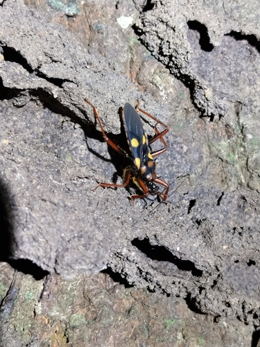 Tetroxia spinifera