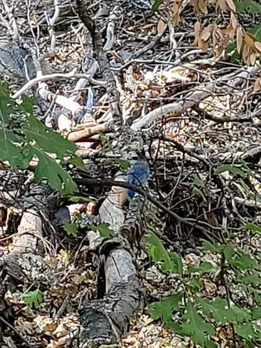 iNaturalist observation photo of Steller's Jay