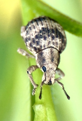 Two-banded Japanese Weevil
