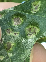 Taphrina caerulescens