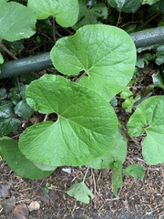 Petasites pyrenaicus