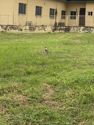 Spur-winged Lapwing
