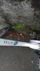 Asplenium ruta-muraria