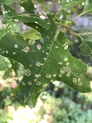 Taphrina caerulescens