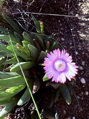 Acrodon bellidiflorus, photograph (c) Christina, some rights reserved (CC BY)