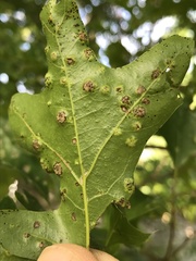 Taphrina caerulescens