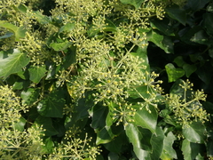 Hedera helix