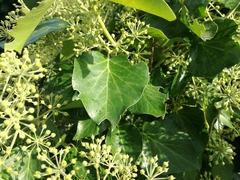 Hedera helix