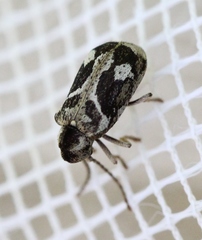 Ptinomorphus imperialis